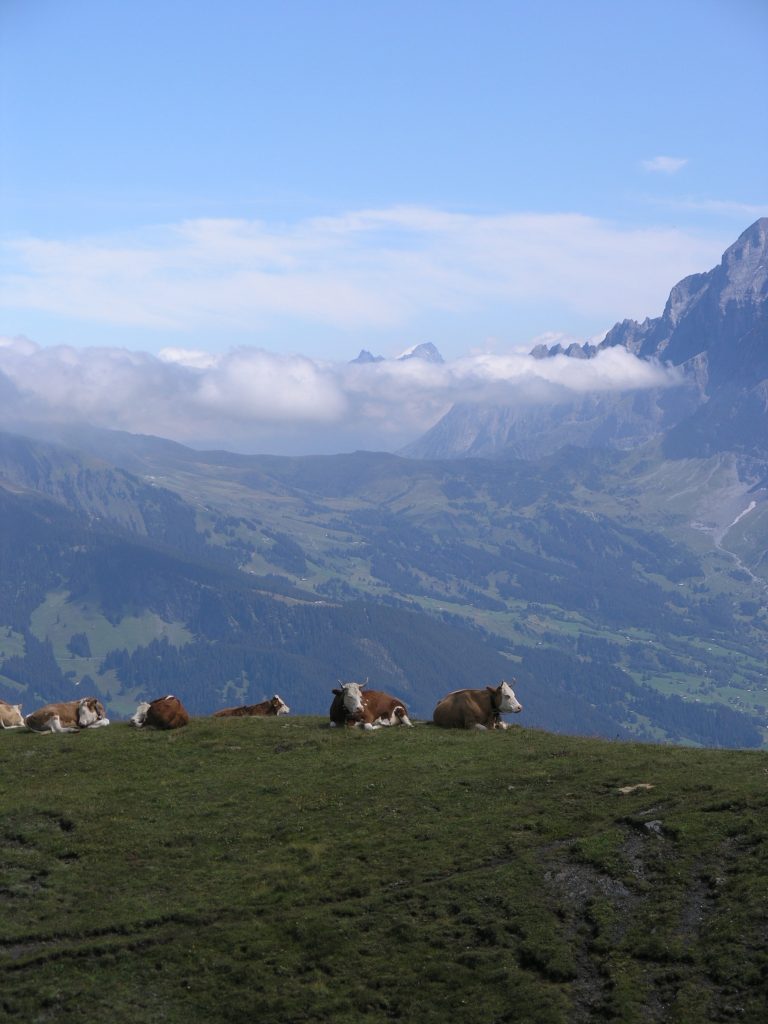 Cows in the Swiss Alps