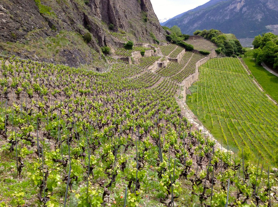 Vineyard Near Sion, Switzerland