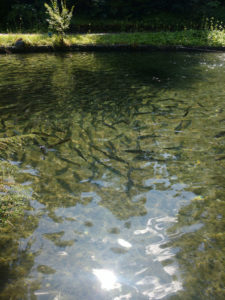 Blausee fish farm