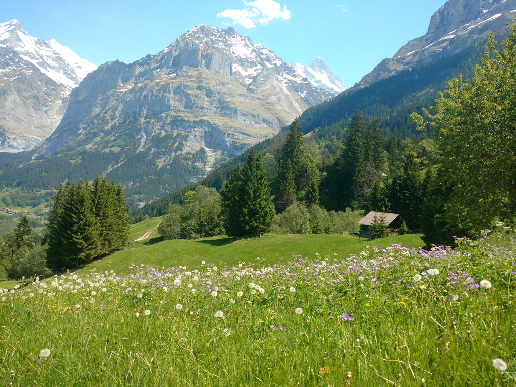 Swiss Alps in the summer