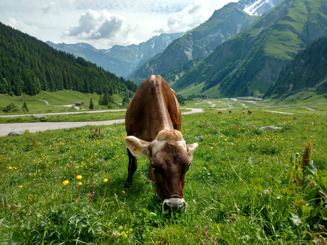 Cows in Glarus