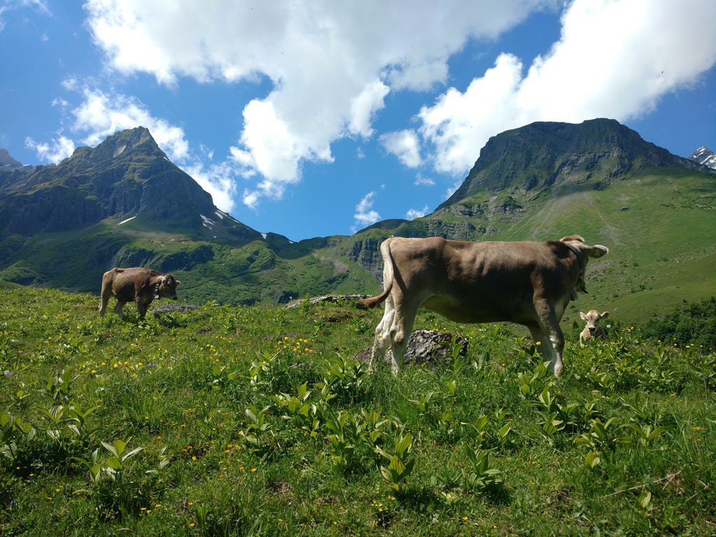 Swiss Alps hiking