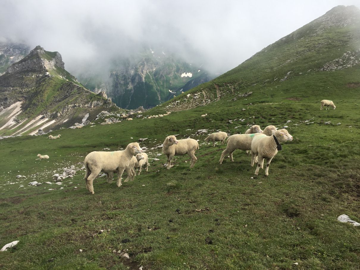 Sheep in Liechtenstein