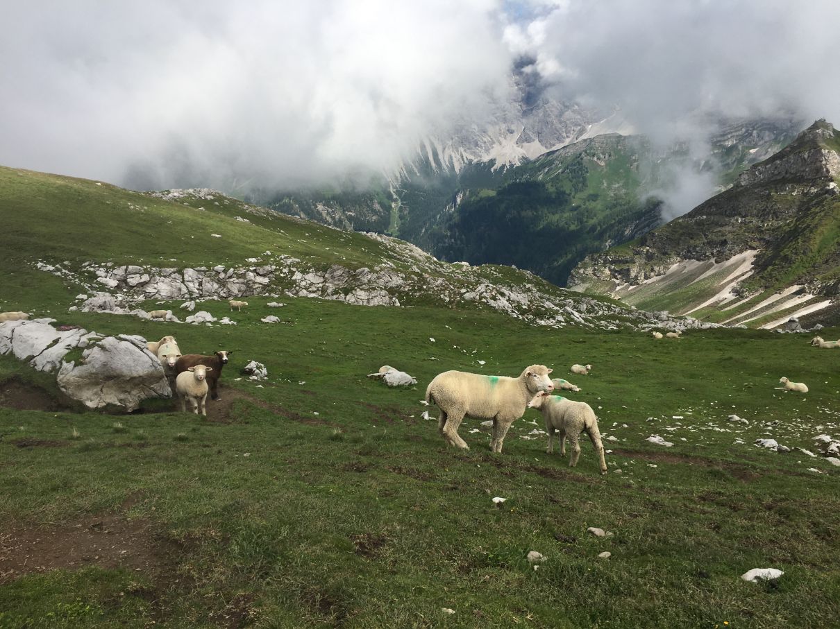 Sheep in Liechtenstein