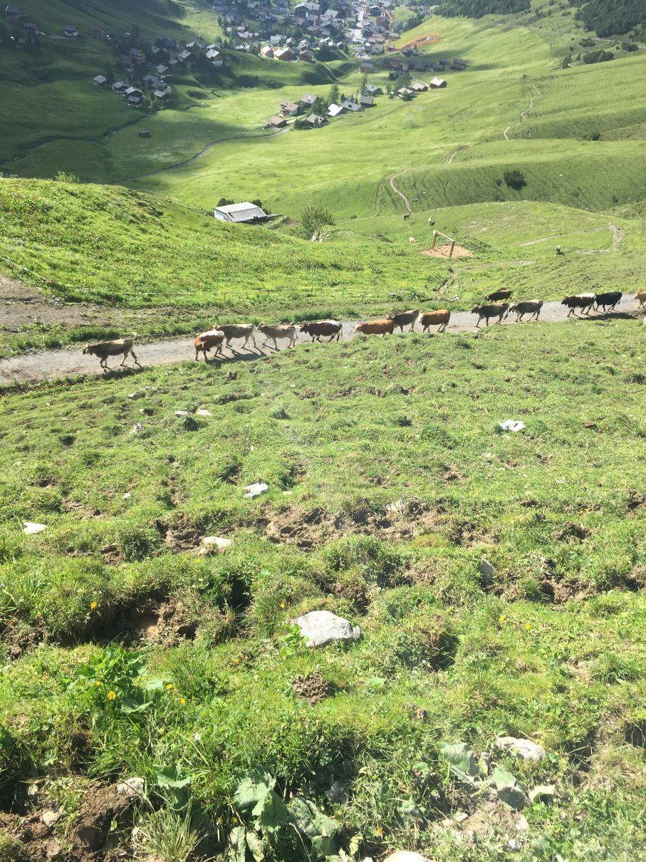 Cows in Liechtenstein