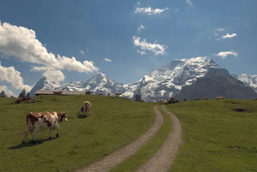 Swiss Alps Endurance Run