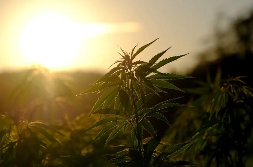 All You Have to Know About Weed in Switzerland