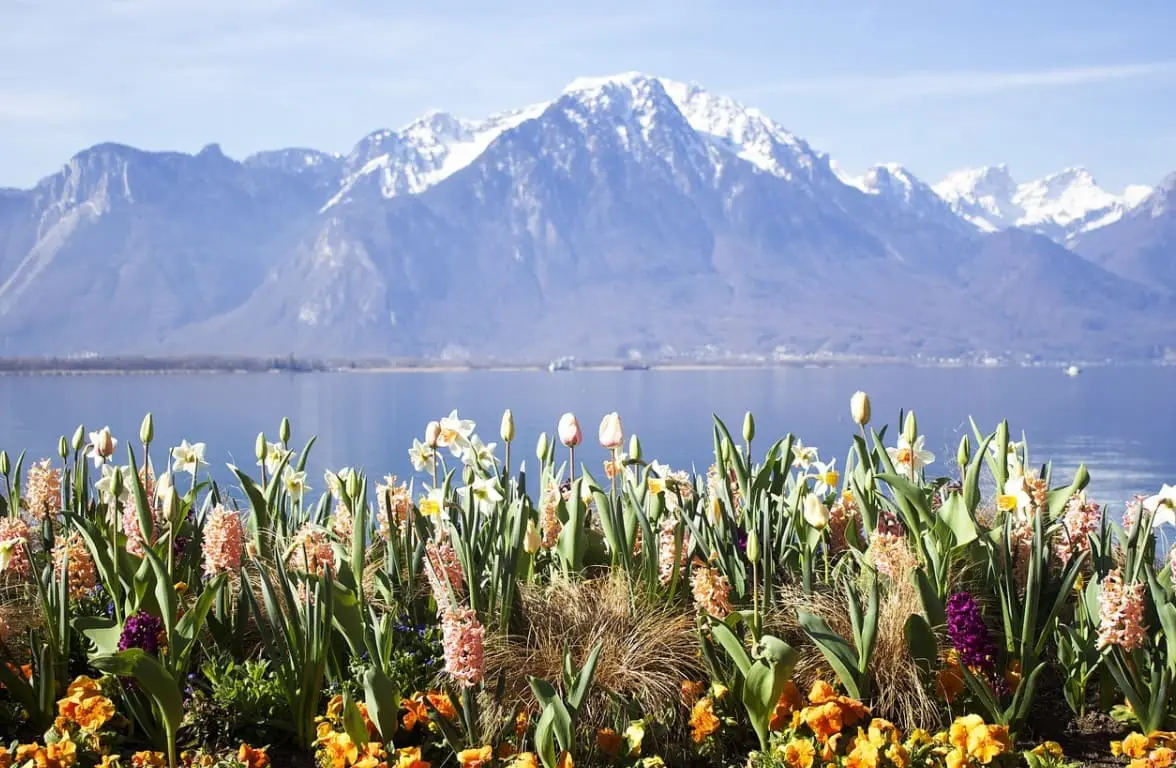 Spring Flowers