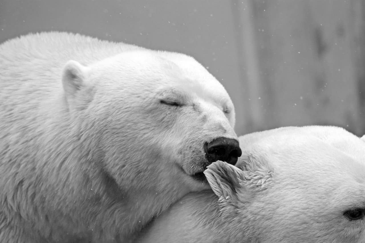 Polar Bears in Iceland