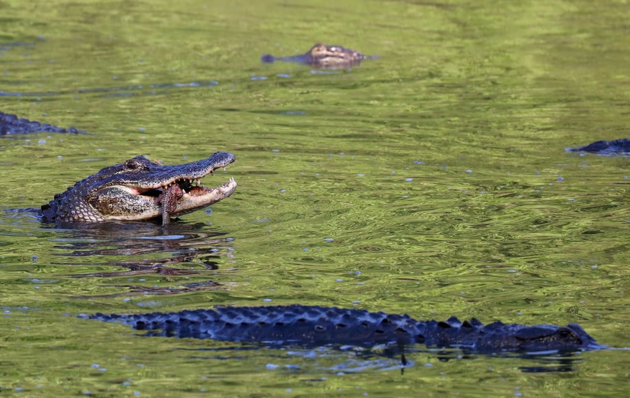American crocodile in Costa Rica
