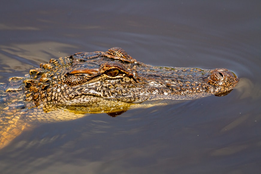 American crocodiles in Jamaica