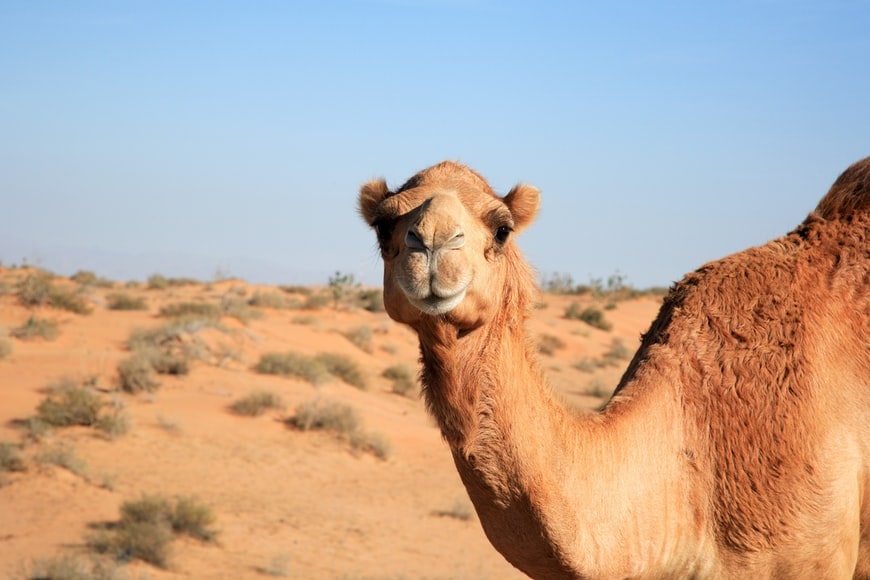 Arabian Camels in Dubai