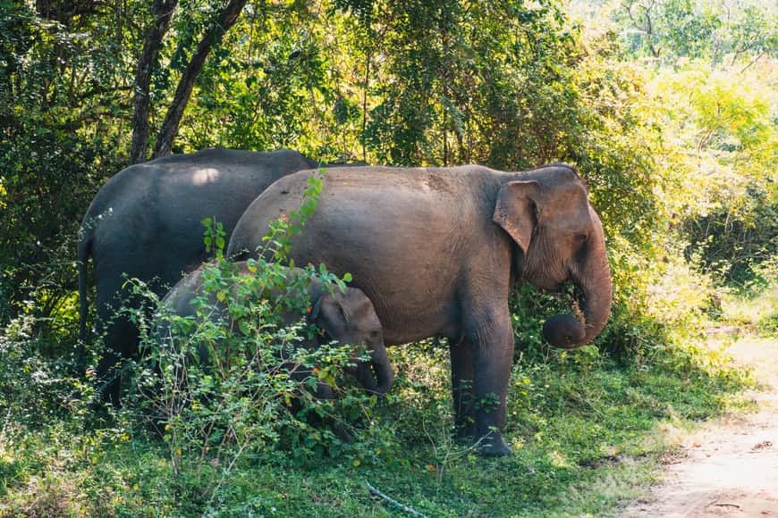 Asian Elephant in Laos