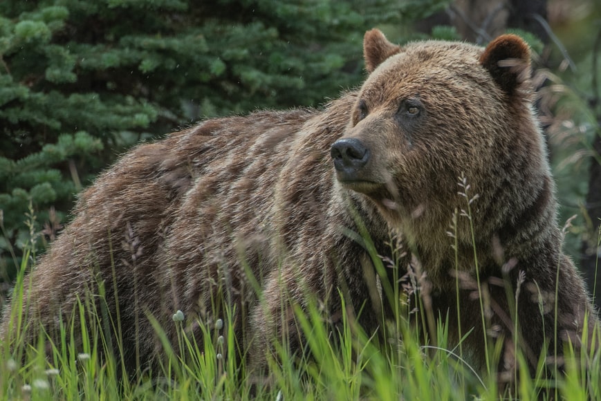 Bears in Croatia