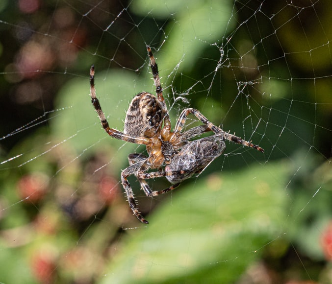 Black widow spider in Costa Rica