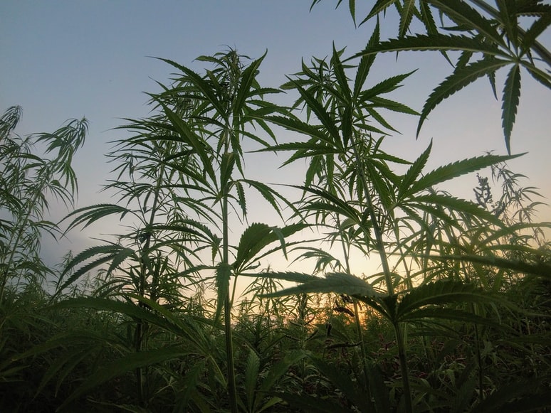 Cannabis crops
