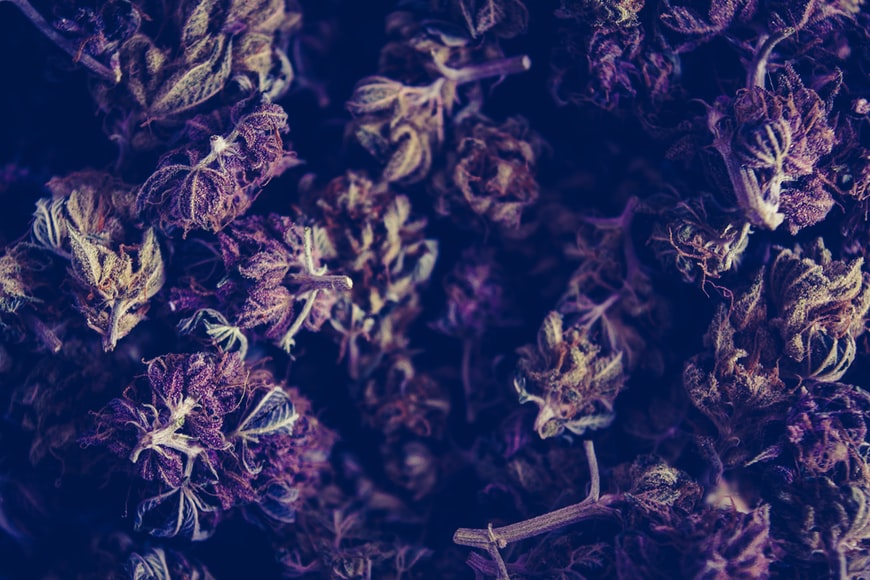 Cannabis flowers 