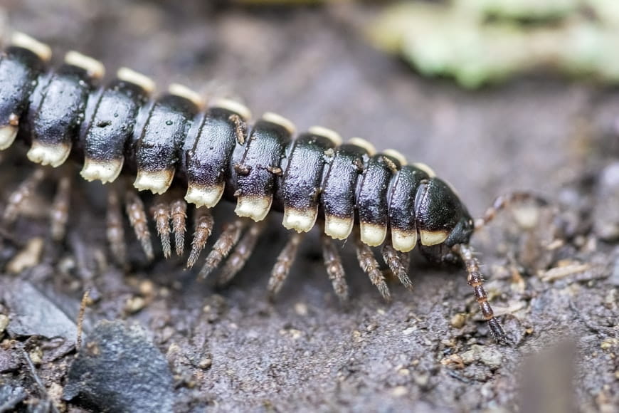 Centipedes in Turkey