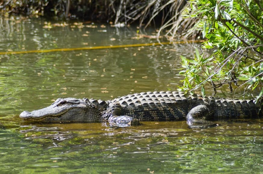 Crocodiles in Cuba