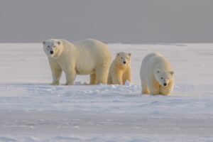 Dangerous animals in Greenland