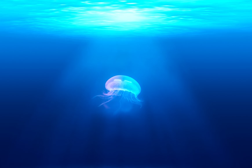 Jellyfish in Croatia