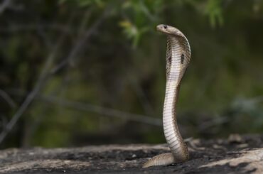 Monocled Cobra in Laos
