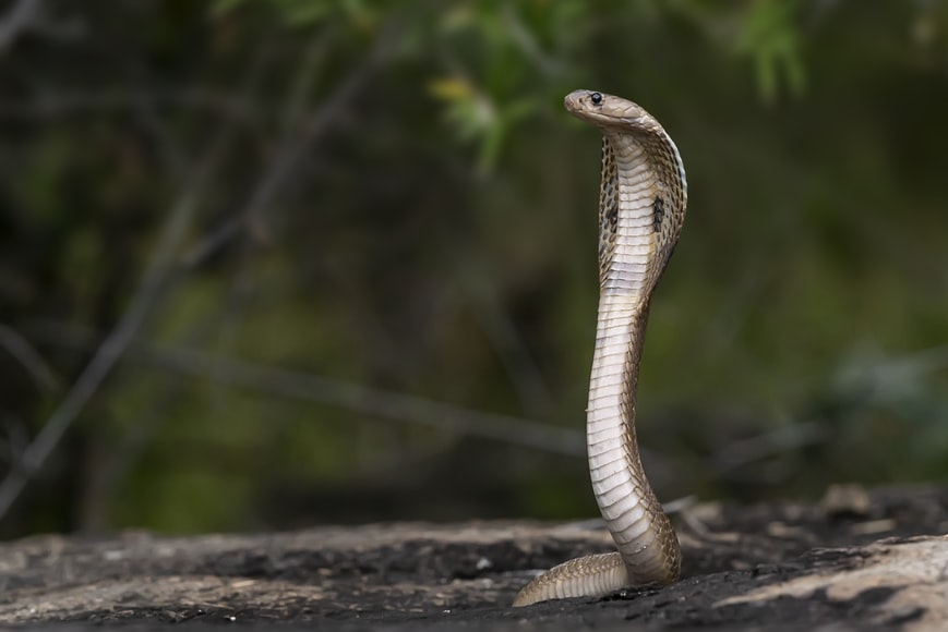 Monocled Cobra in Laos
