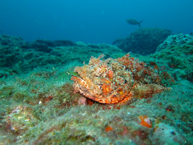 Scorpionfish in Jamaica