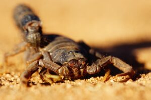 Scorpions in Turkey