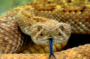 Snakes in Greece