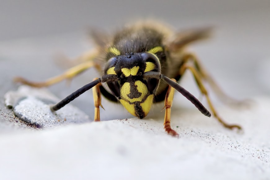 Wasp in Greenland