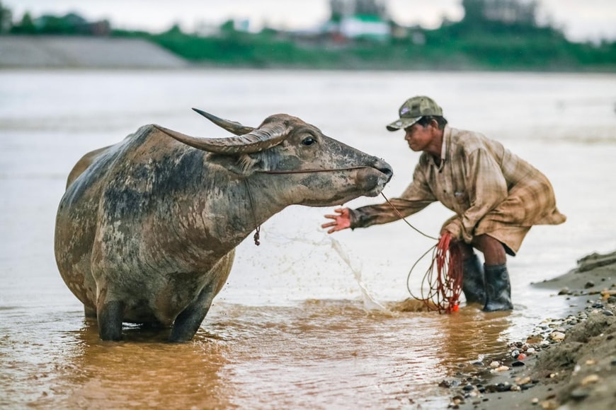 Water buffalo in Laos