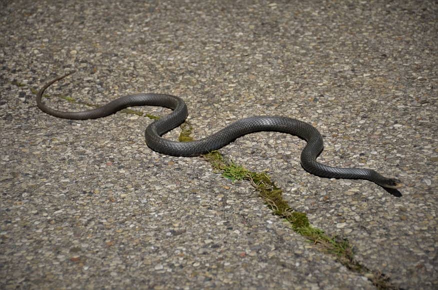 Snake in Texas