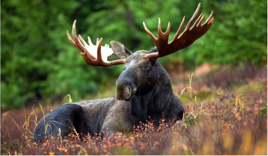 Moose in Colorado