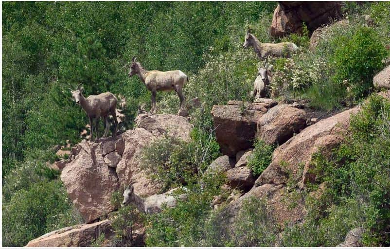 Mountain Goats in Colorado