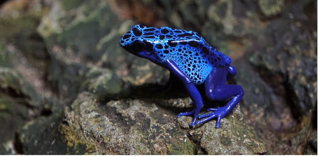 Poison Dart Frog in Colombia