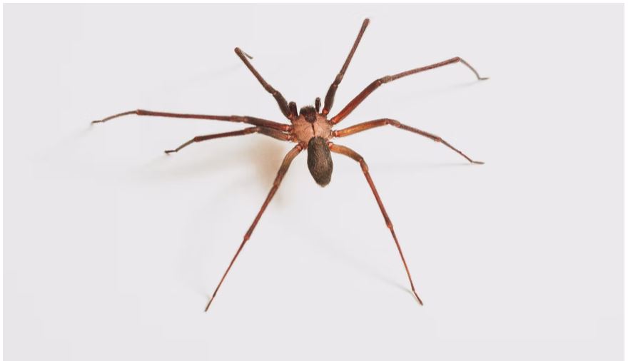 A recluse spider