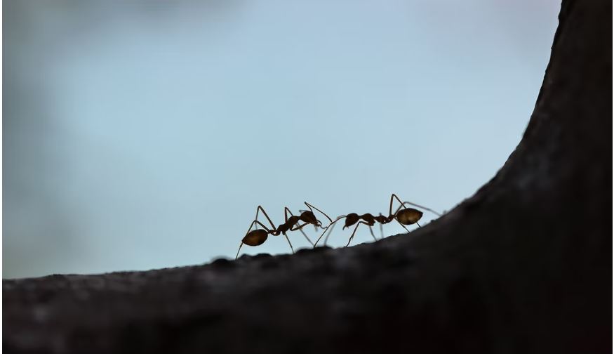 Ants in Thailand