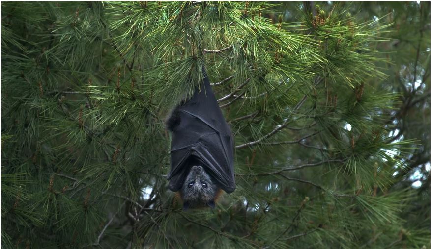 Bat in Ireland