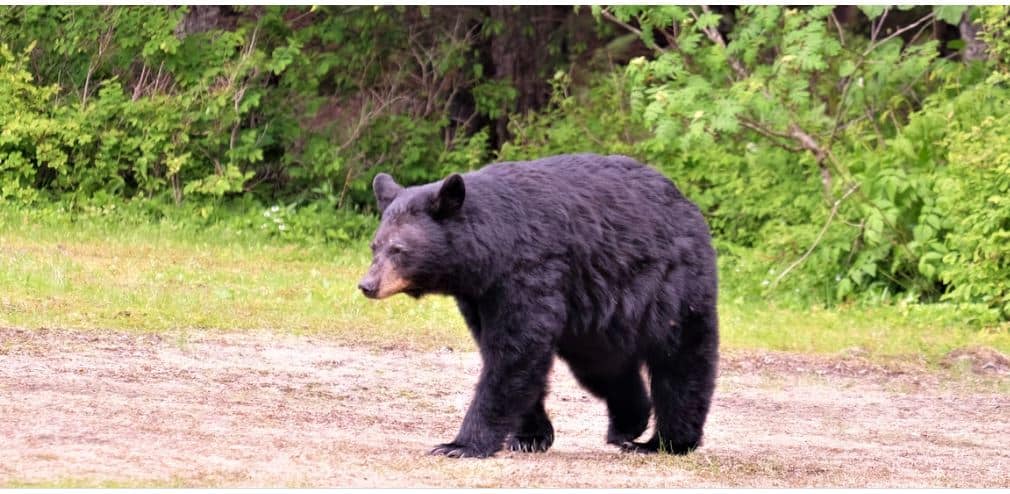 Black bear in Alaska