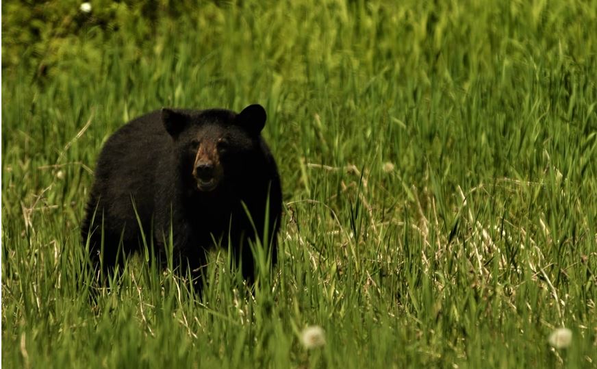Black bear in Montana