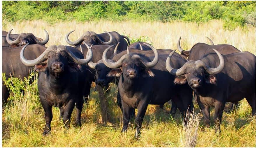 Cape buffalo in Africa