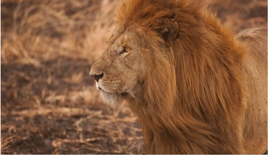 What Are Dangerous Animals In Africa? - Go Look Explore