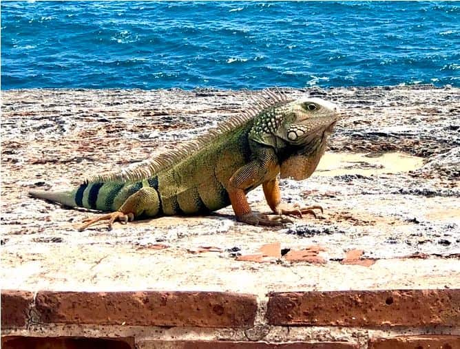 What Are Dangerous Animals in Puerto Rico? - Go Look Explore