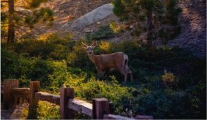 Dangerous animals in Yosemite