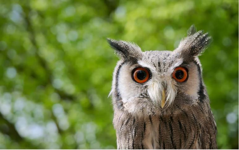 Large eared Owl