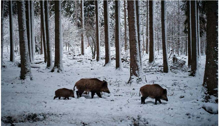 Wild boars in winter