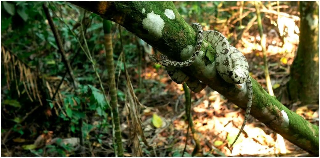 Dangerous animals in the Amazon