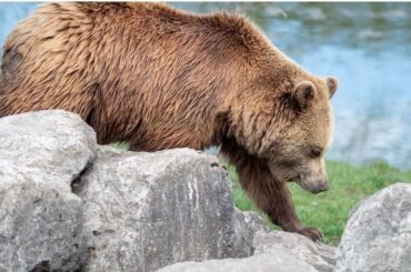 A Brown Bear in Italy