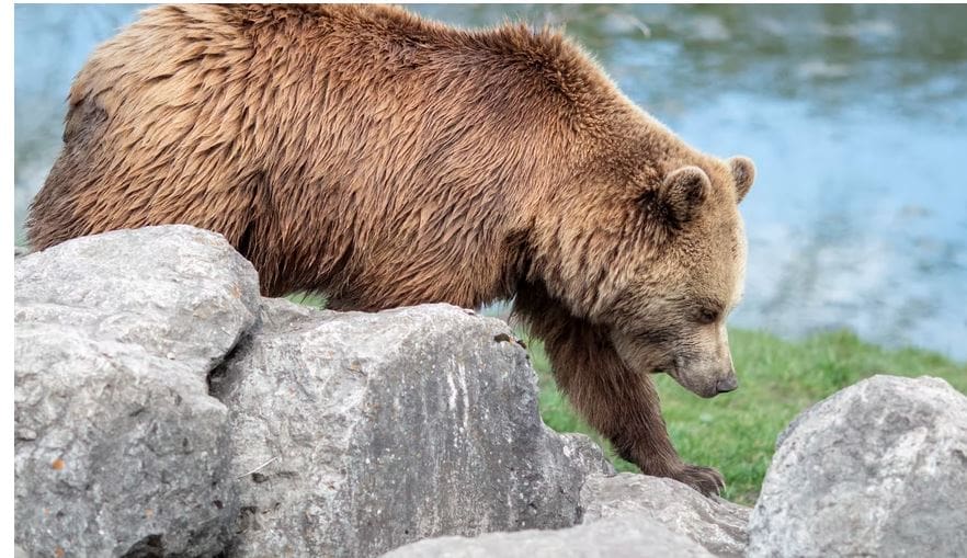 A Brown Bear in Italy
